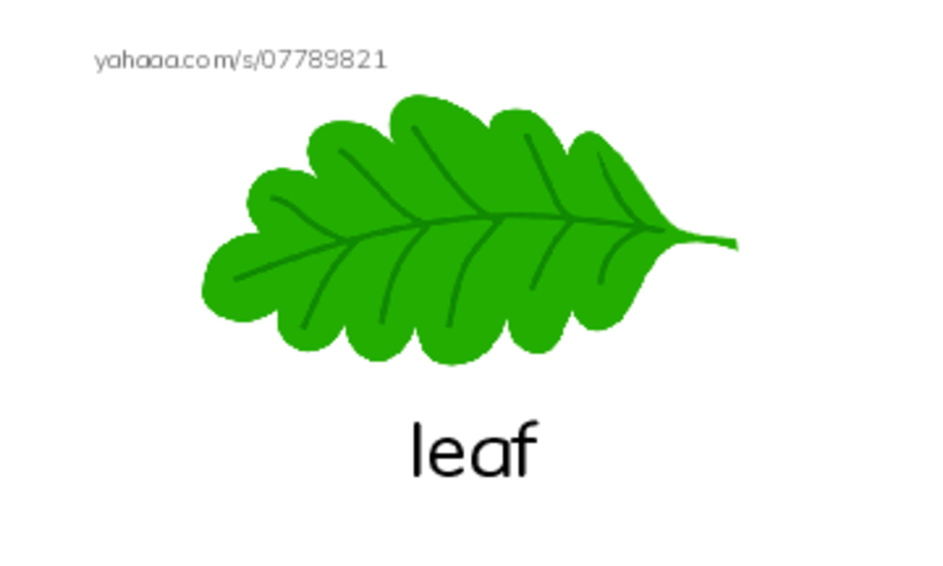 My Garden PDF index cards with images