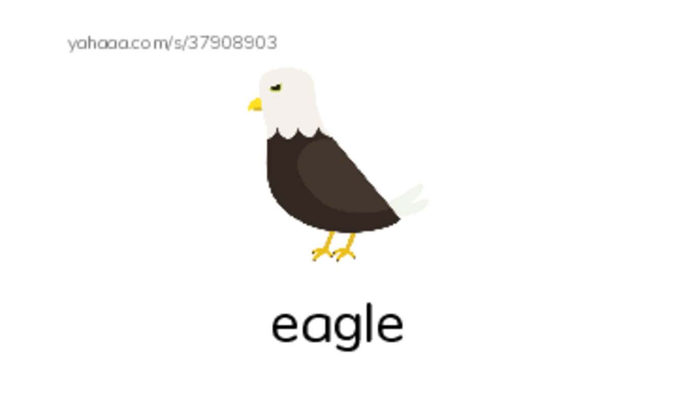 Common Nouns in English: apex predators 2 PDF index cards with images