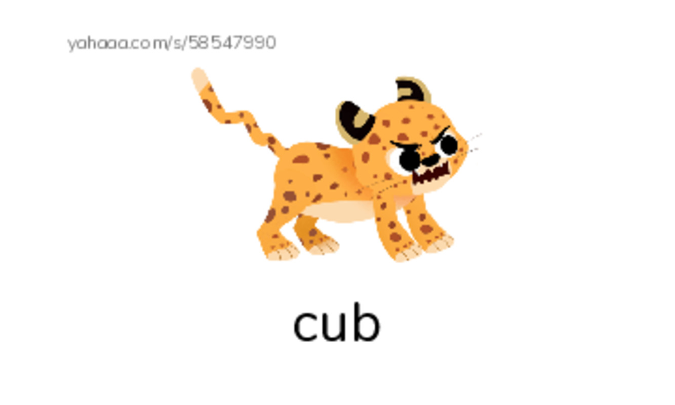 Young Animals PDF index cards with images