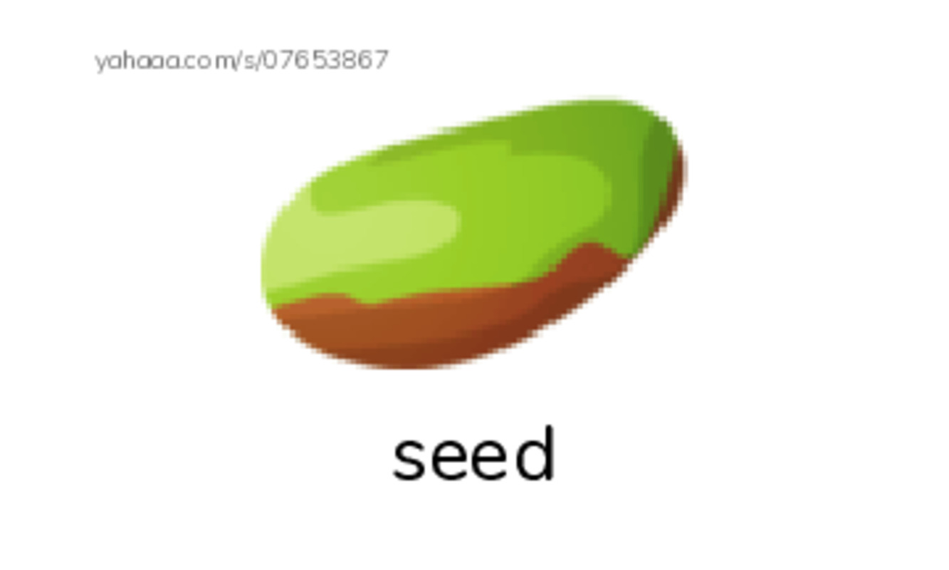 RAZ Vocabulary E: Lets Carve a Pumpkin PDF index cards with images