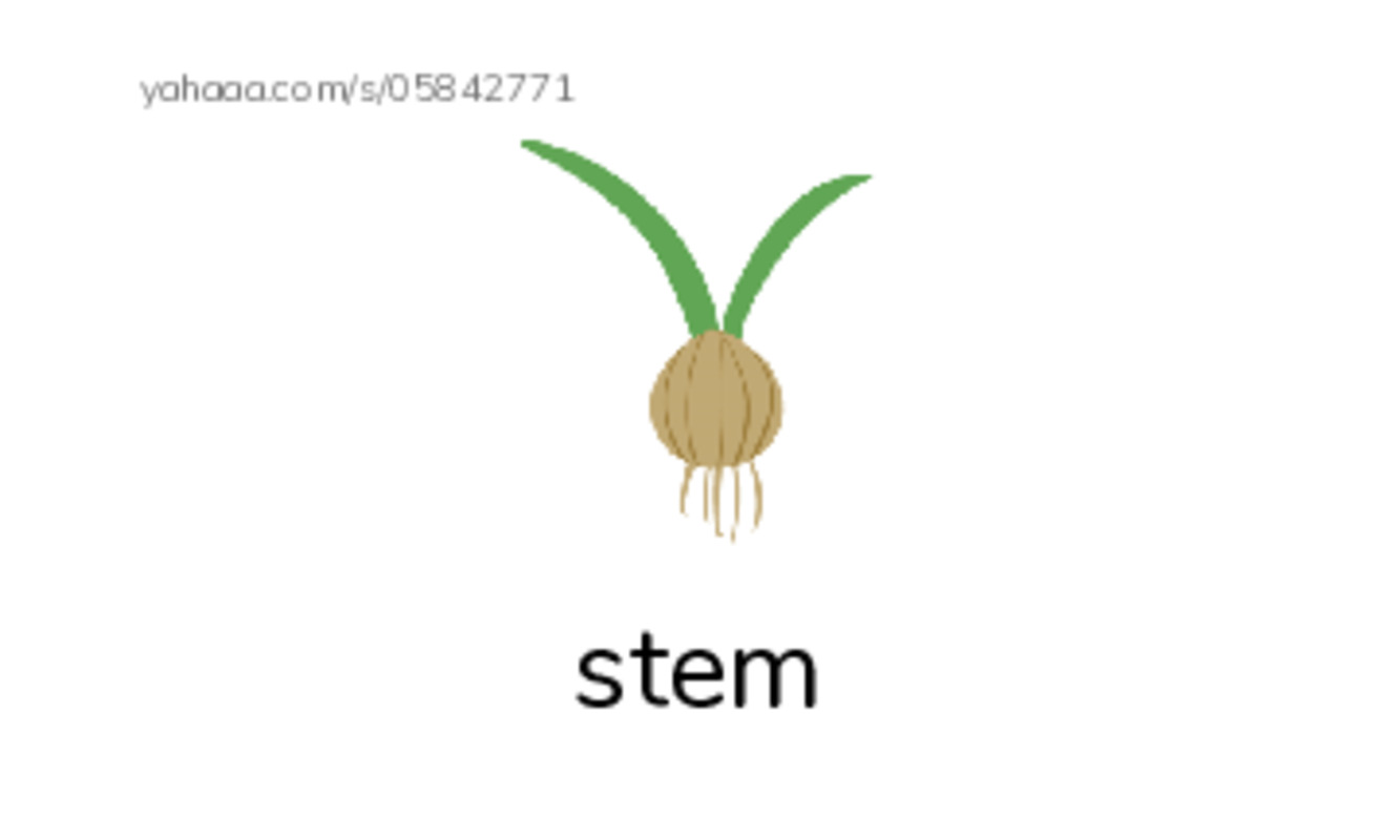 RAZ Vocabulary G: A Seed Grows2 PDF index cards with images