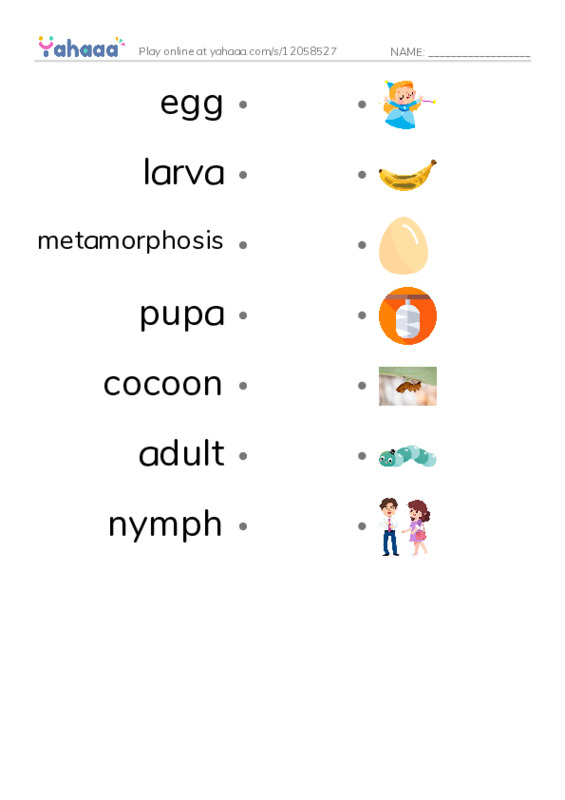 RAZ Vocabulary L: Insect Life Cycle PDF link match words worksheet