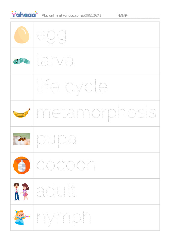 RAZ Vocabulary L: Insect Life Cycle PDF one column image words
