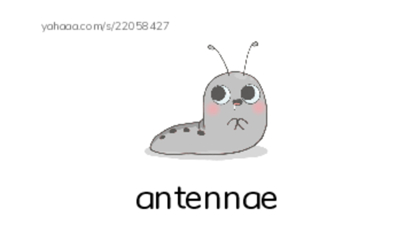 RAZ Vocabulary M: Hermit Crabs PDF index cards with images