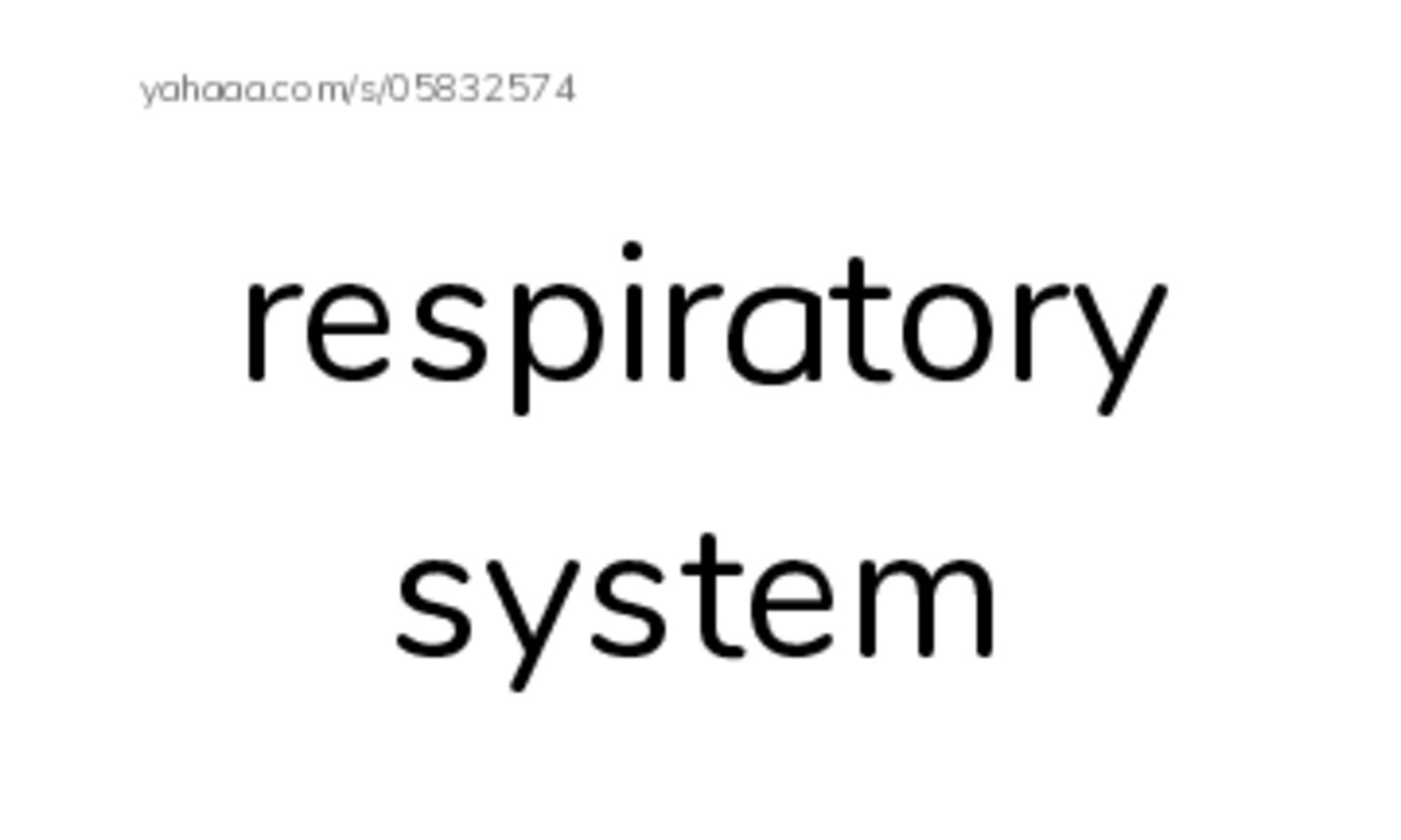RAZ Vocabulary M: Inside Your Body3 PDF index cards with images