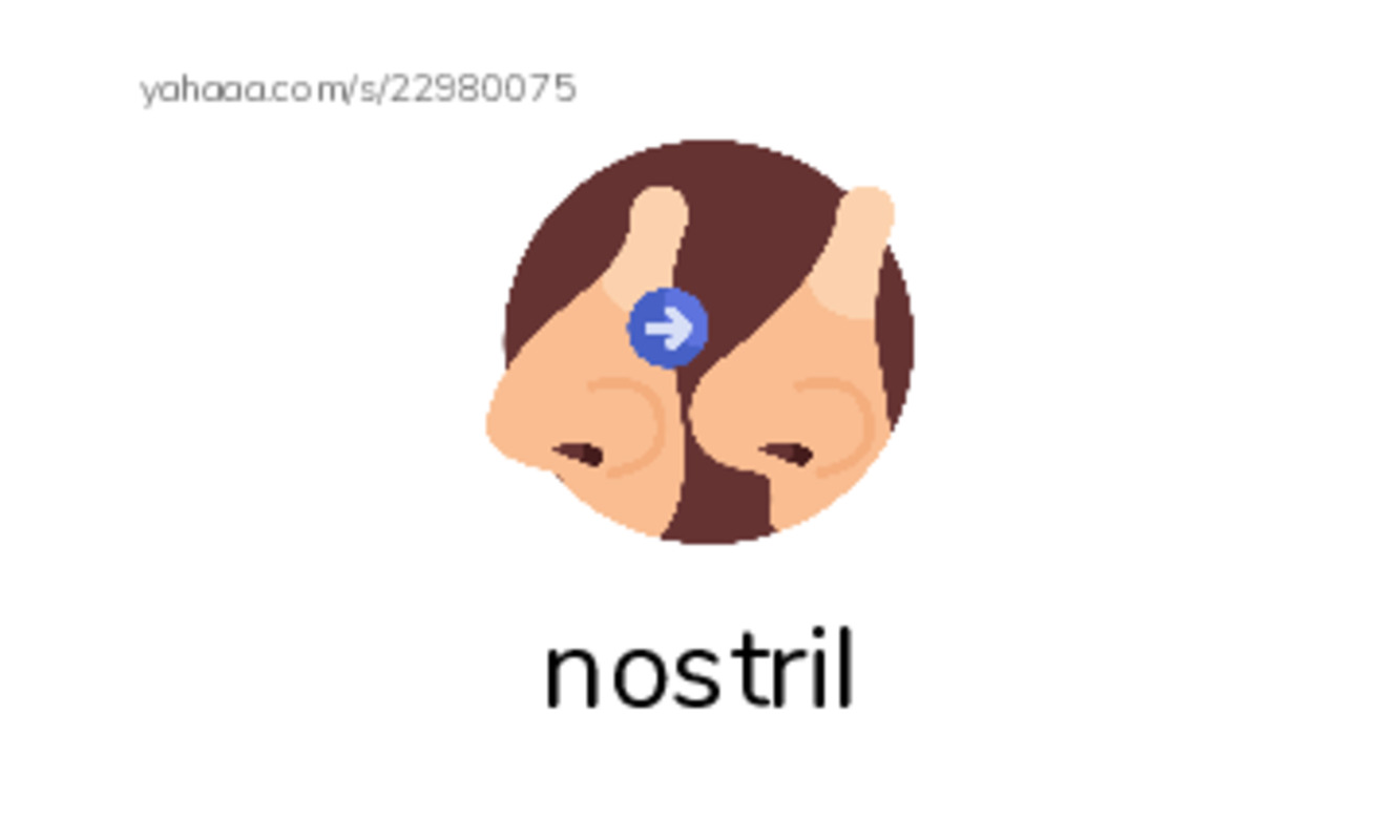 RAZ Vocabulary N: Owen and the Tortoise PDF index cards with images