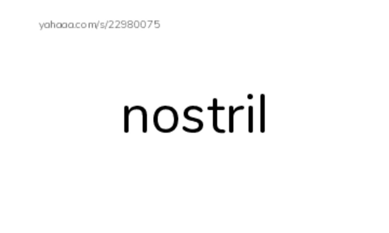 RAZ Vocabulary N: Owen and the Tortoise PDF index cards word only