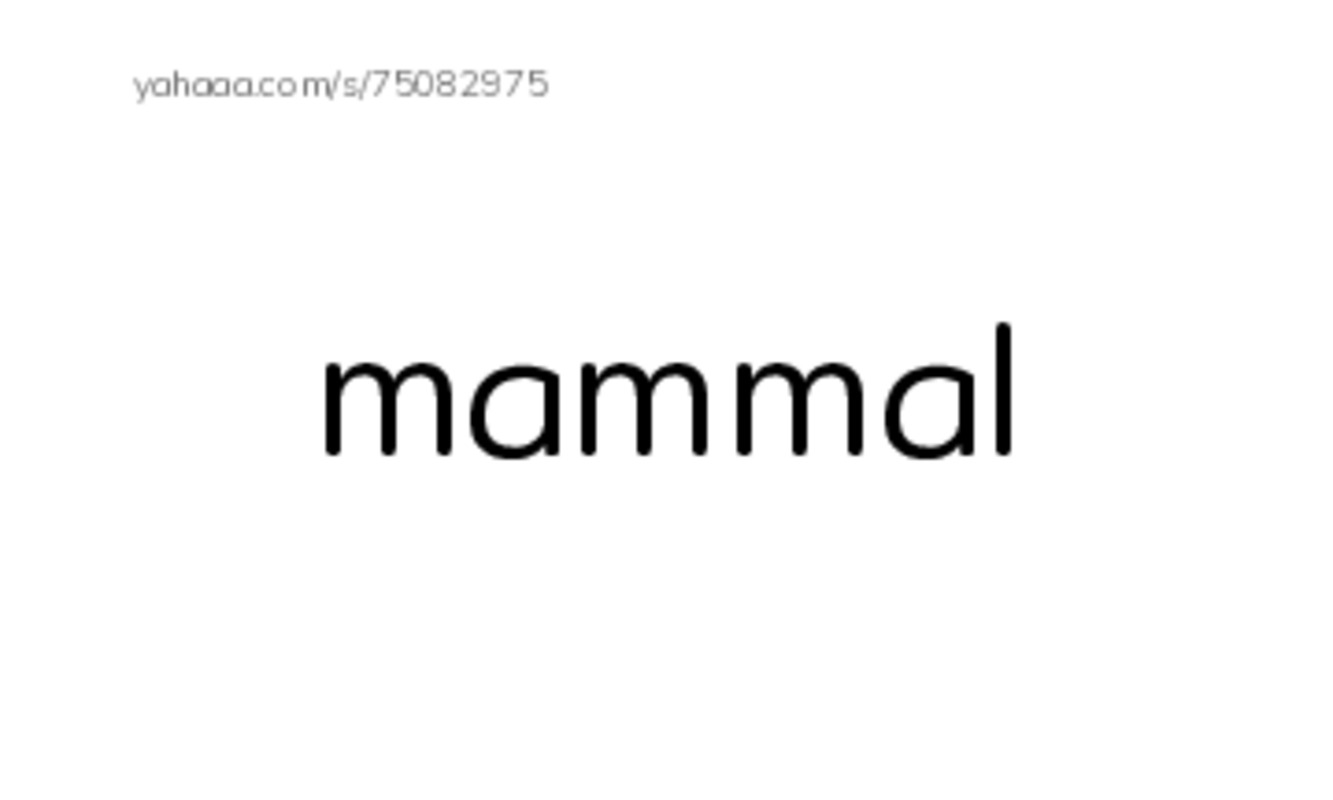 RAZ Vocabulary O: Bats PDF index cards word only