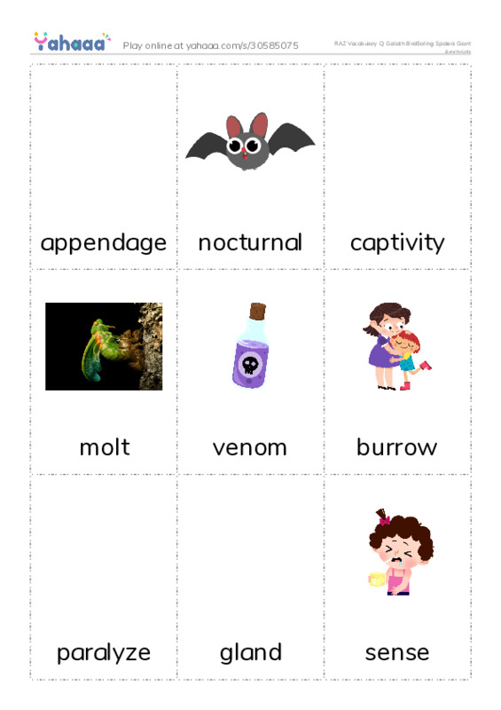 RAZ Vocabulary Q: Goliath BirdEating Spiders Giant Arachnids PDF flaschards with images