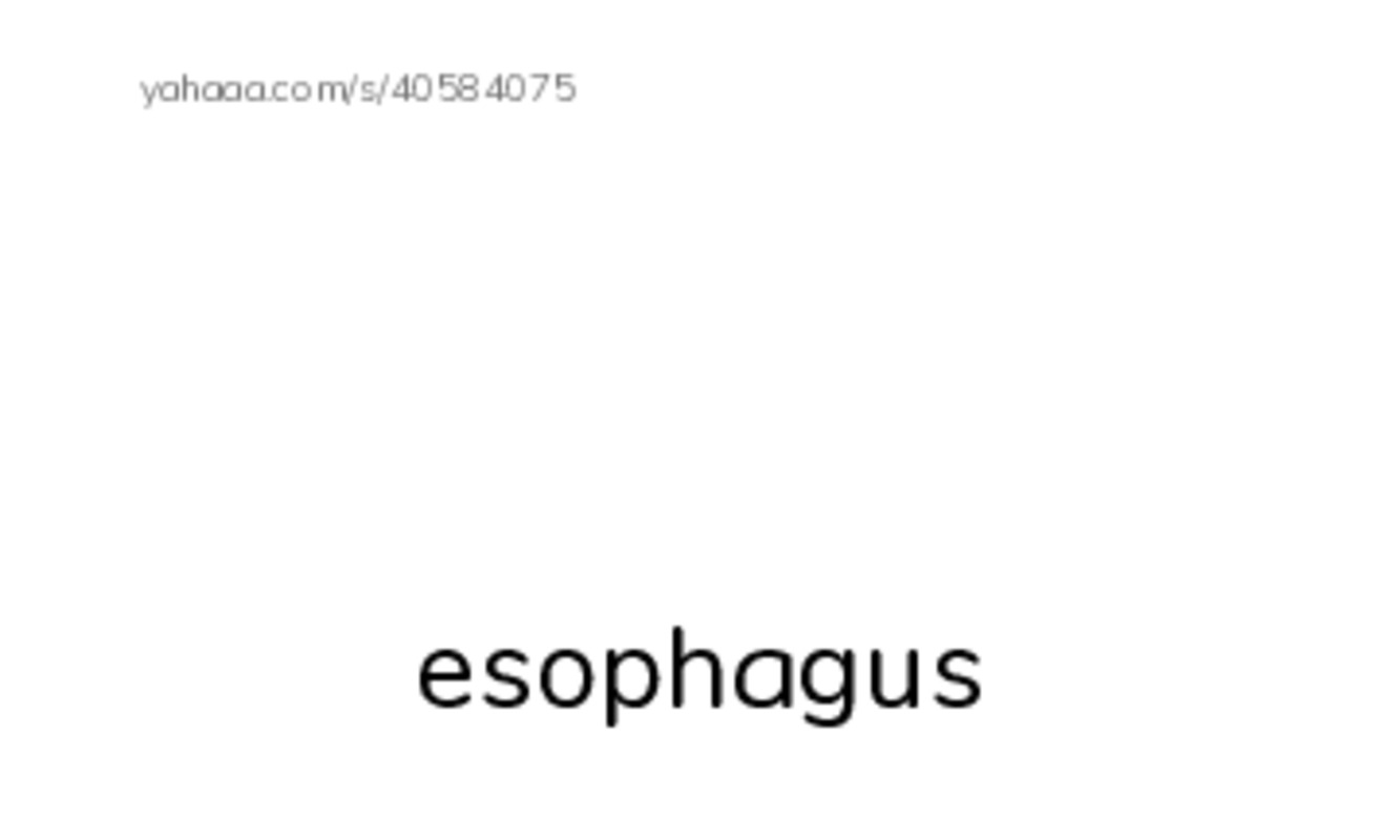 RAZ Vocabulary R: Blue Whales Giant Mammals PDF index cards with images