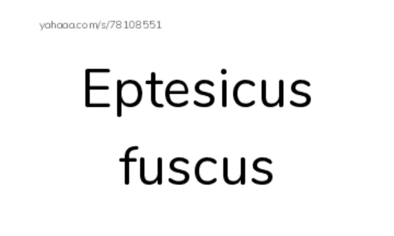 RAZ Vocabulary T: Bats in the Attic2 PDF index cards with images