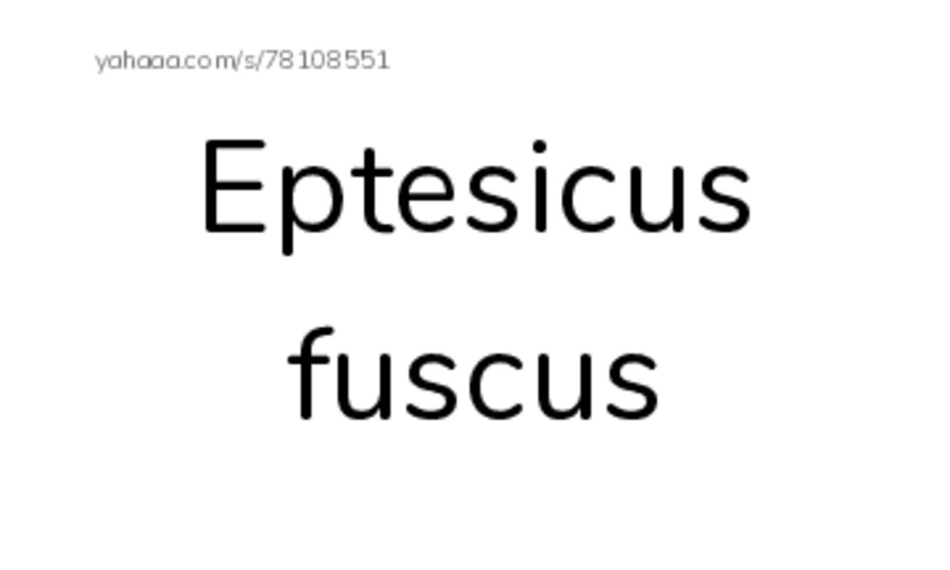 RAZ Vocabulary T: Bats in the Attic2 PDF index cards word only