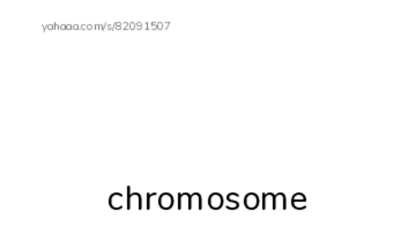 RAZ Vocabulary X: What Makes You You PDF index cards with images