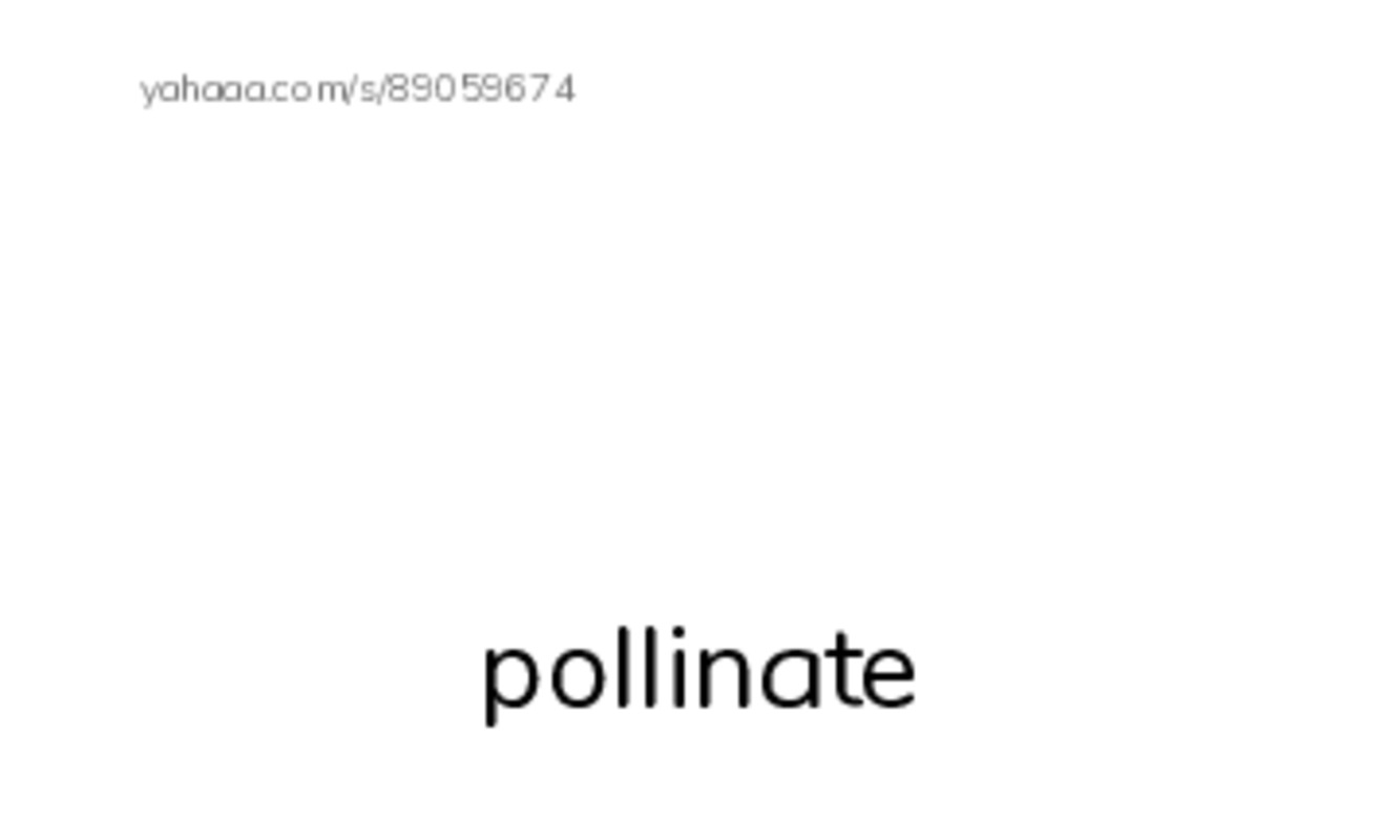 RAZ Vocabulary Y: The Case of the Disappearing Honeybees PDF index cards with images