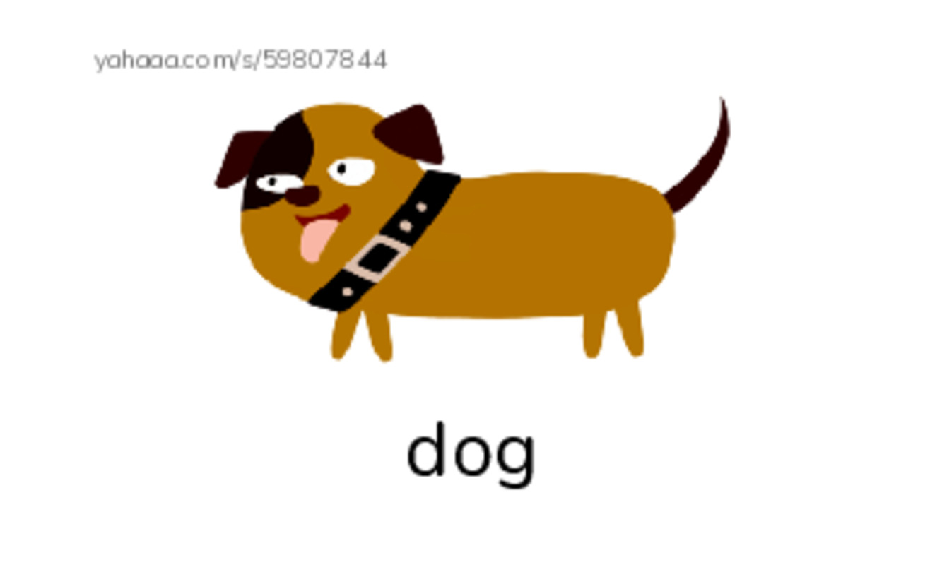 Let's GO 0: Unit 5 Animals PDF index cards with images