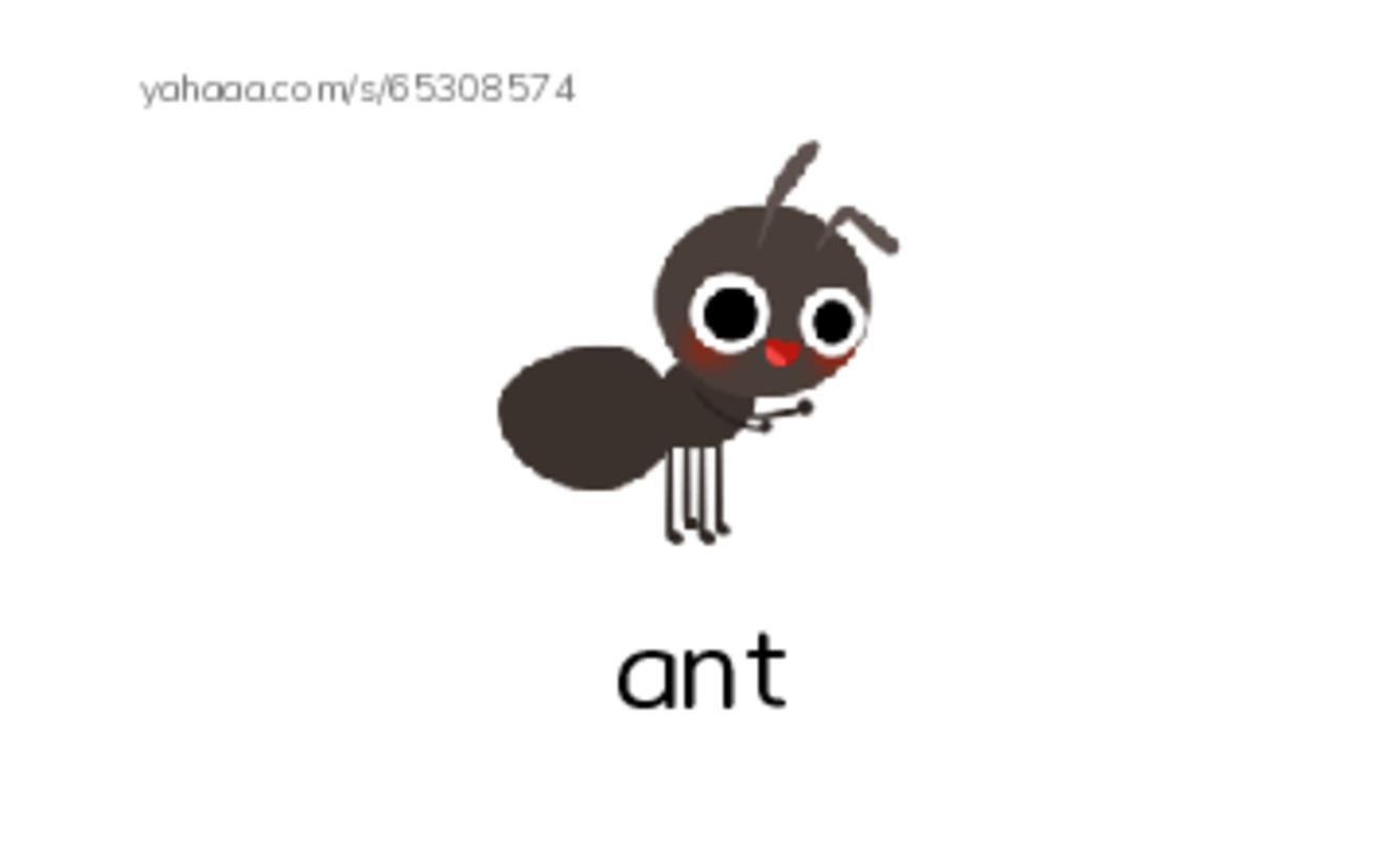 insects PDF index cards with images