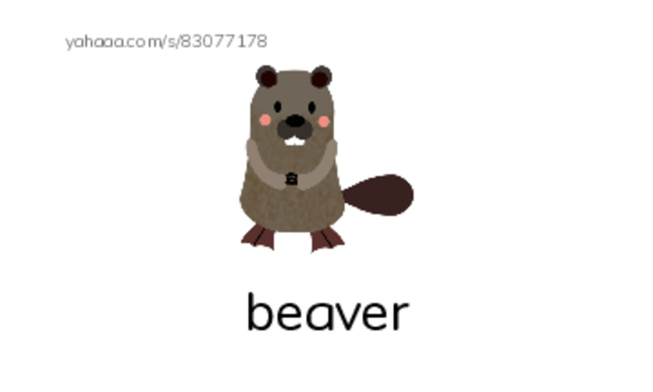 Animals  PDF index cards with images